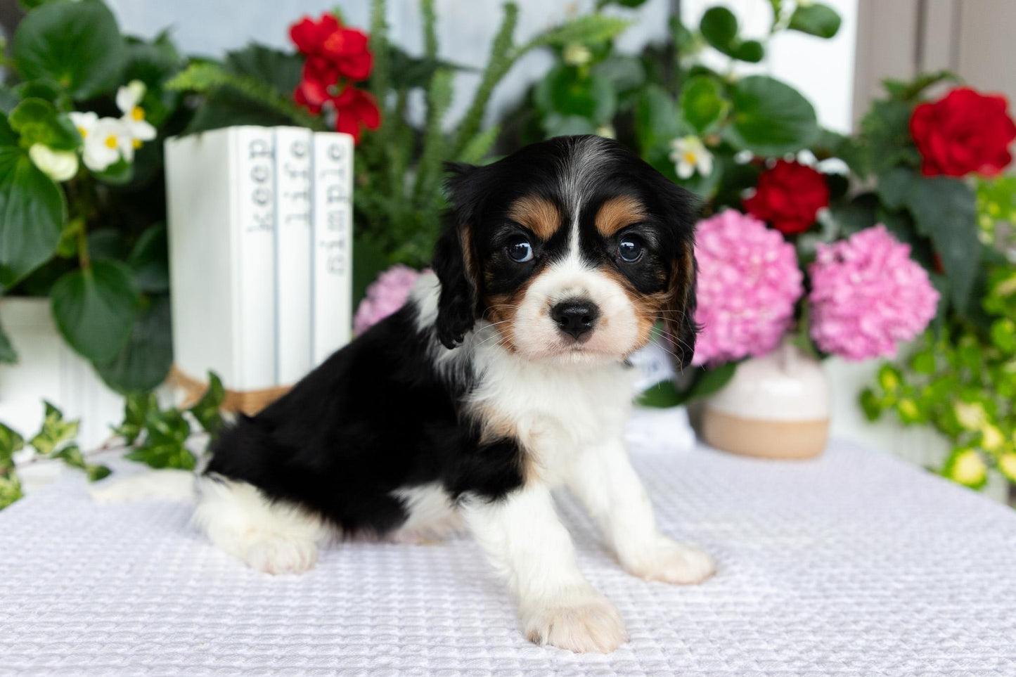 Cavalier King Charles Spaniel Male (Luca)