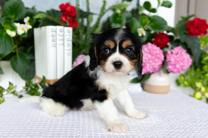 Cavalier King Charles Spaniel Male (Luca)