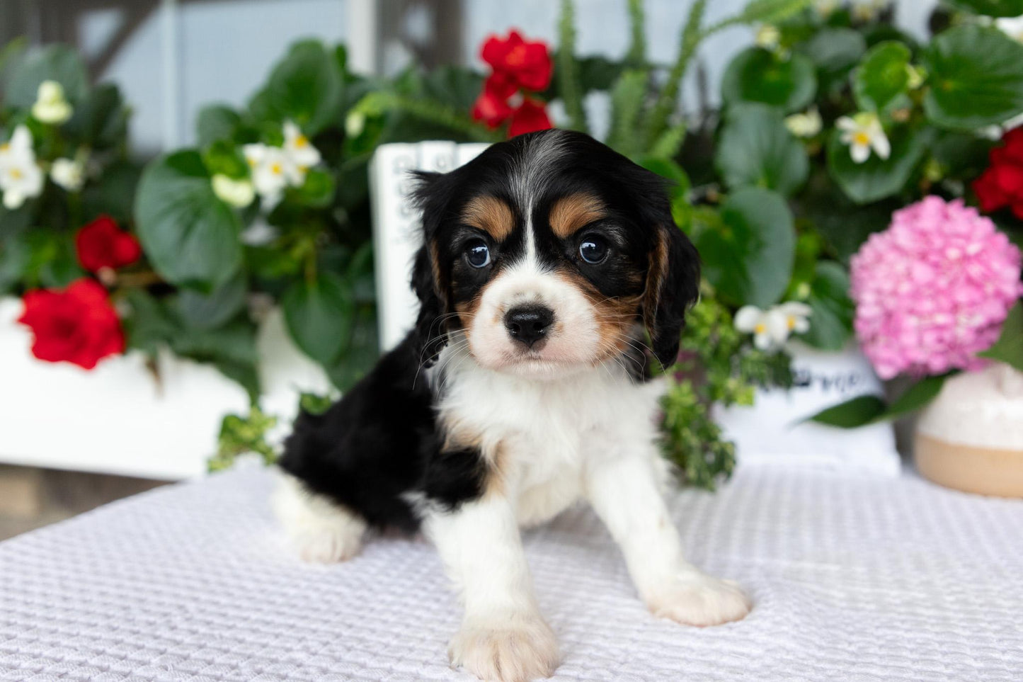 Cavalier King Charles Spaniel Male (Luca)