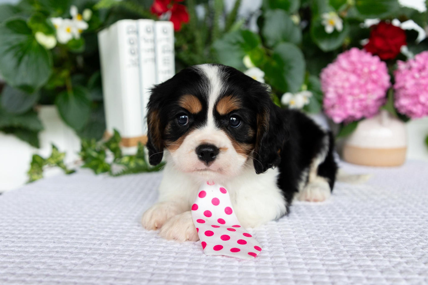 Cavalier King Charles Spaniel Male (Leo)