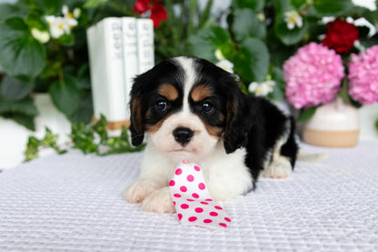 Cavalier King Charles Spaniel Male (Leo)