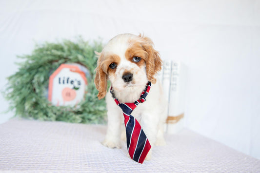 Cocker Spaniel Male (Mason)