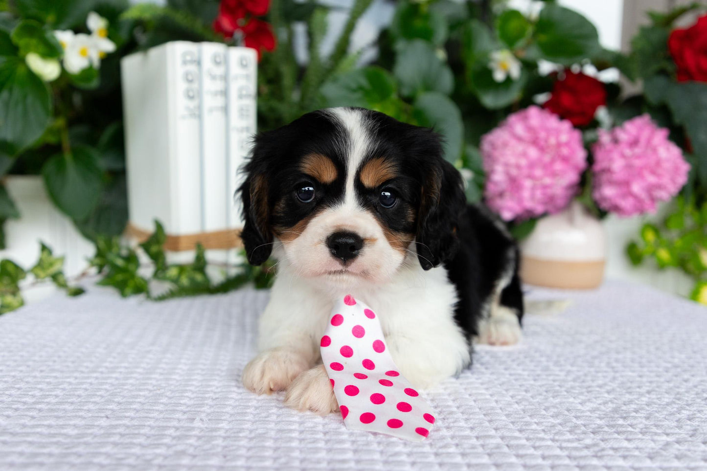 Cavalier King Charles Spaniel Male (Leo)