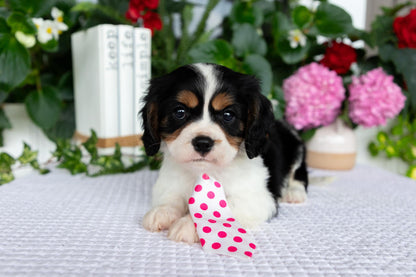 Cavalier King Charles Spaniel Male (Leo)