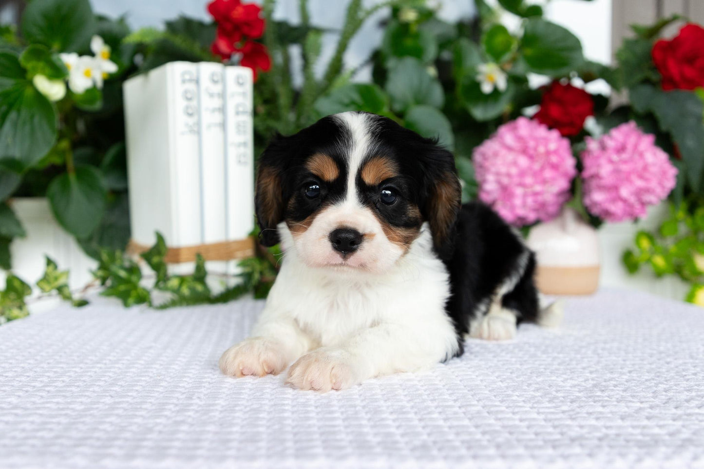Cavalier King Charles Spaniel Male (Leo)