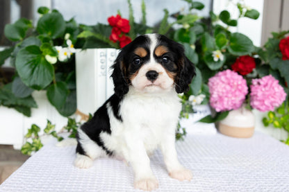 Cavalier King Charles Spaniel Male (Leo)