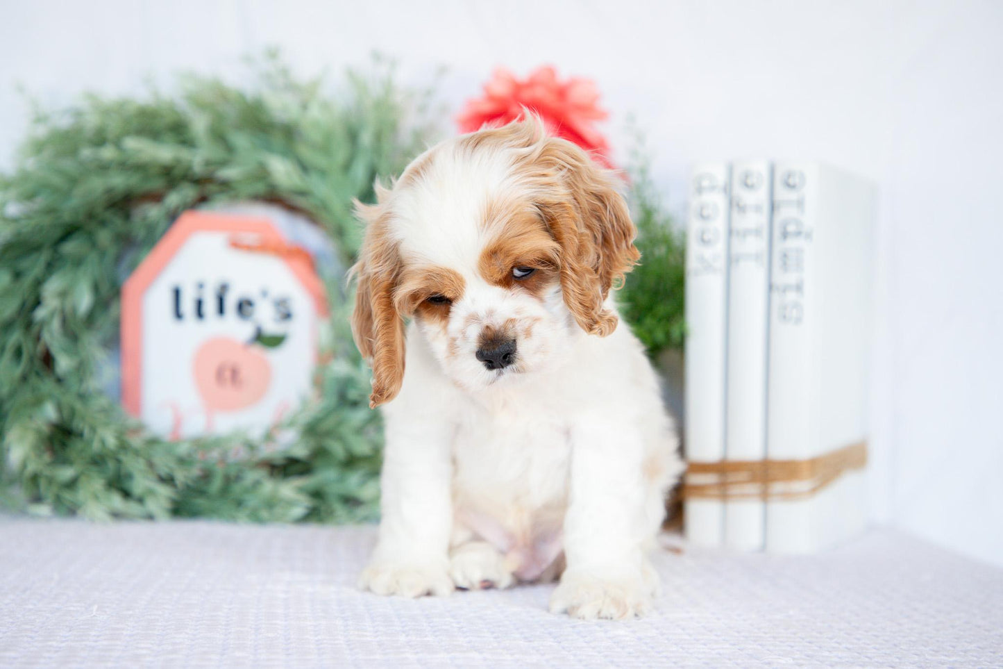 Cocker Spaniel Male (Mason)