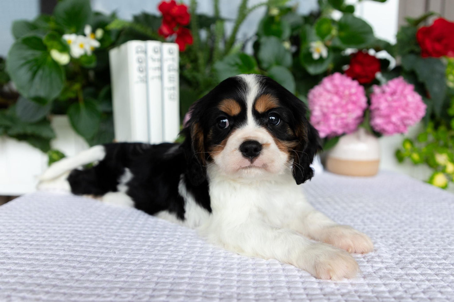 Cavalier King Charles Spaniel Male (Leo)
