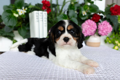 Cavalier King Charles Spaniel Male (Leo)