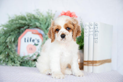 Cocker Spaniel Male (Mason)