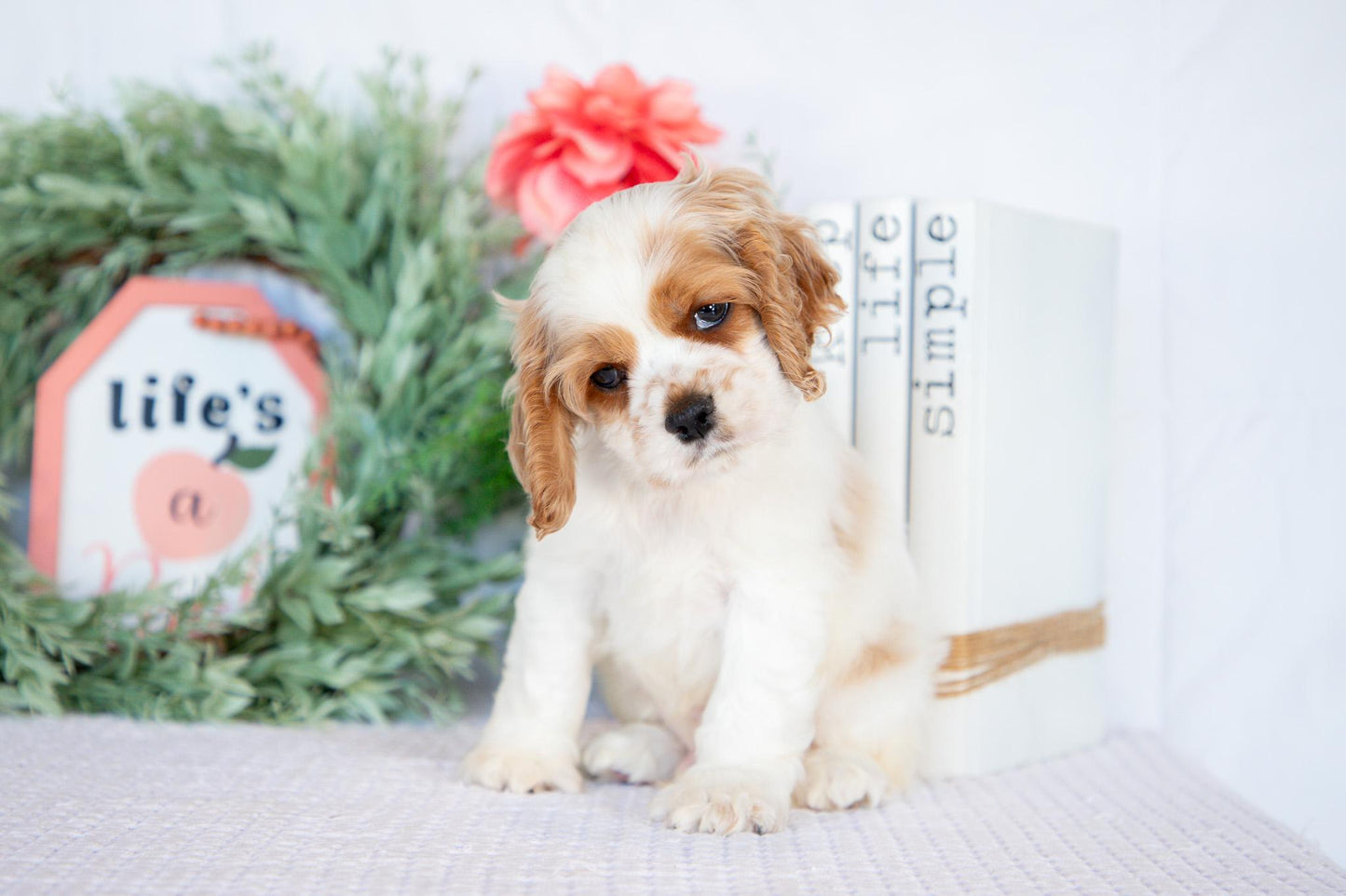 Cocker Spaniel Male (Mason)