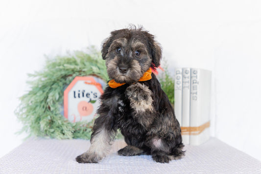 Miniature Schnauzer Female (Jane)
