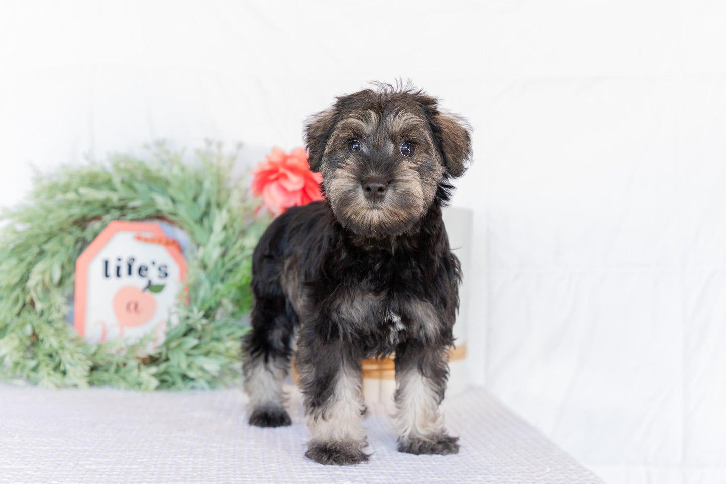 Miniature Schnauzer Female (Jane)