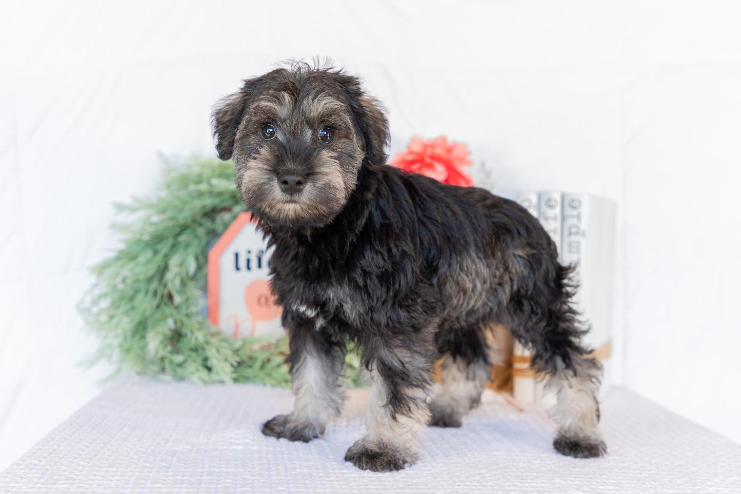 Miniature Schnauzer Female (Jane)
