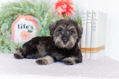 Miniature Schnauzer Female (Jane)