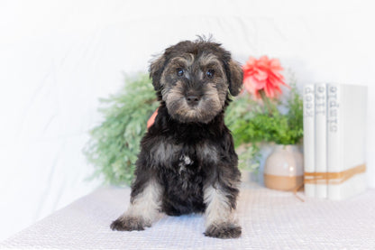 Miniature Schnauzer Female (Jane)
