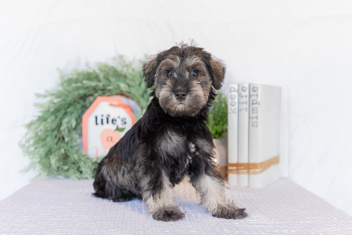 Miniature Schnauzer Female (Jane)