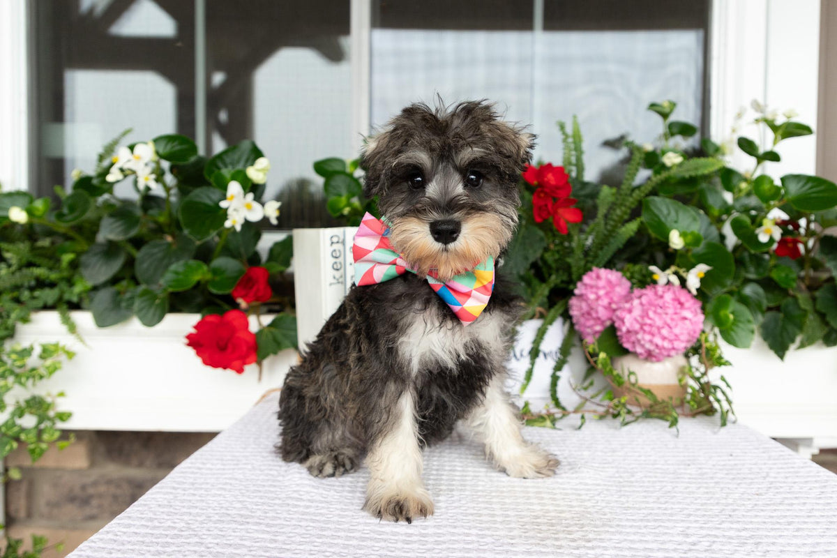 Miniature Schnauzer Female (Marley)