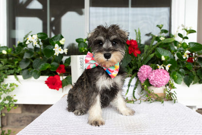 Miniature Schnauzer Female (Marley)