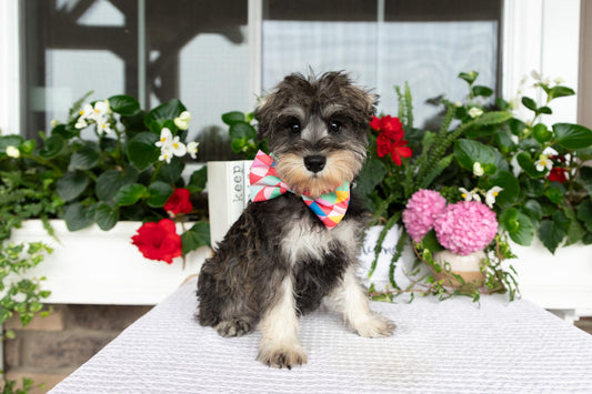 Miniature Schnauzer Female (Marley)