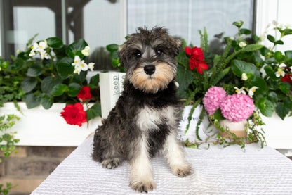 Miniature Schnauzer Female (Marley)