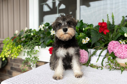 Miniature Schnauzer Female (Marley)