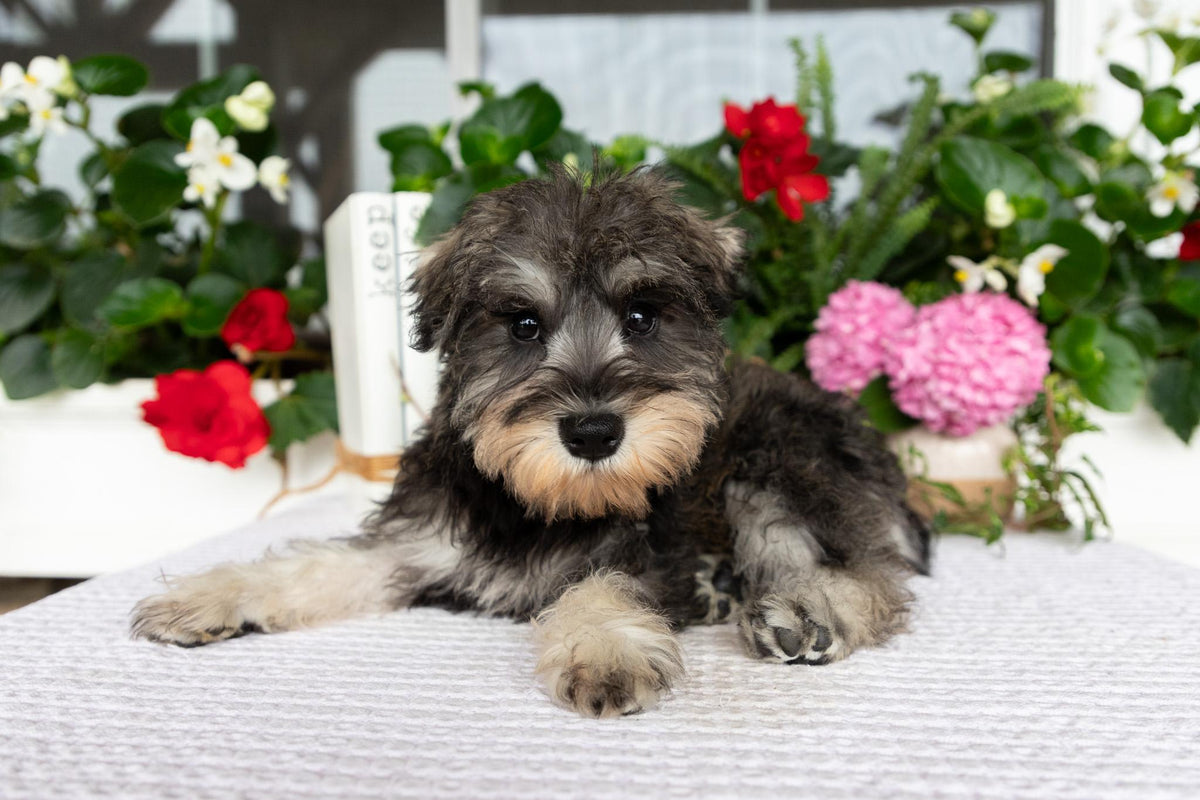 Miniature Schnauzer Female (Marley)
