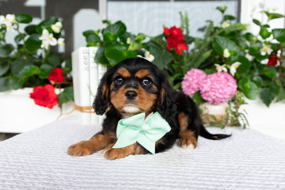 Cavalier King Charles Spaniel Female (Kira)