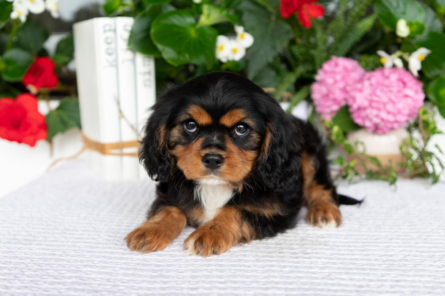 Cavalier King Charles Spaniel Female (Kira)