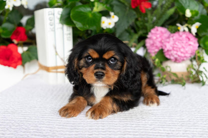 Cavalier King Charles Spaniel Female (Kira)