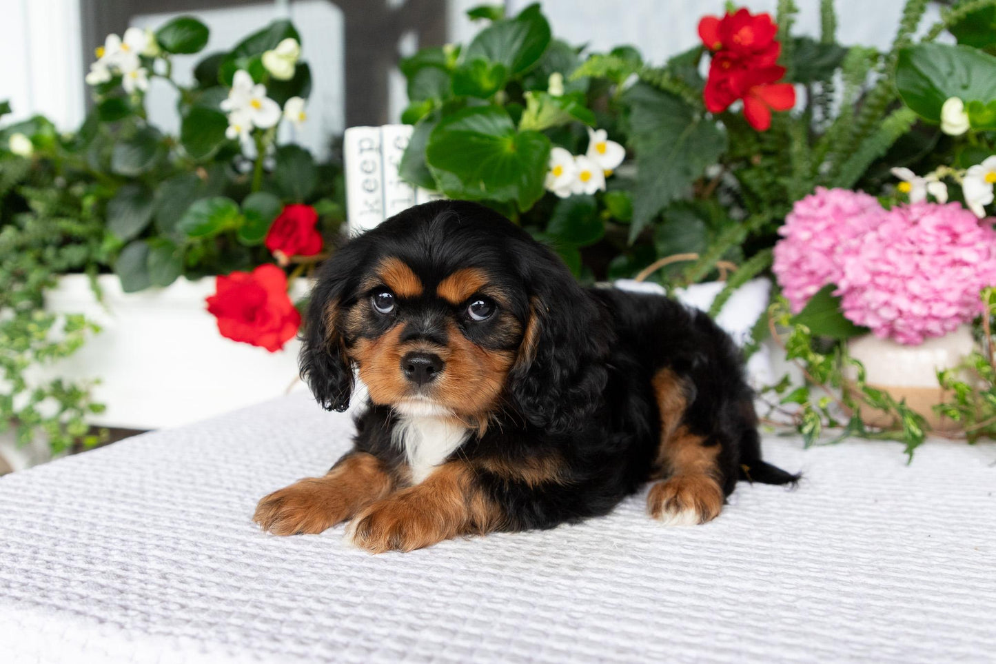 Cavalier King Charles Spaniel Female (Kira)