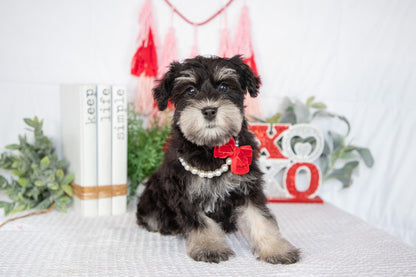 Miniature Schnauzer Female (Jewel)