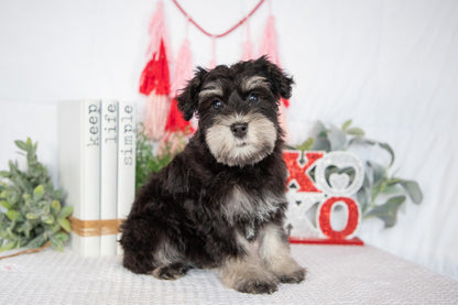 Miniature Schnauzer Female (Jewel)