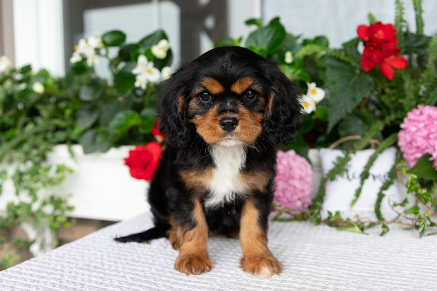 Cavalier King Charles Spaniel Female (Kira)