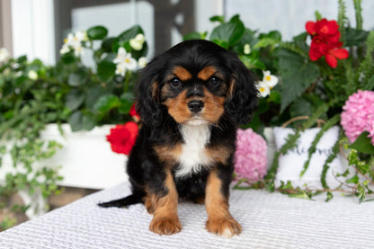 Cavalier King Charles Spaniel Female (Kira)