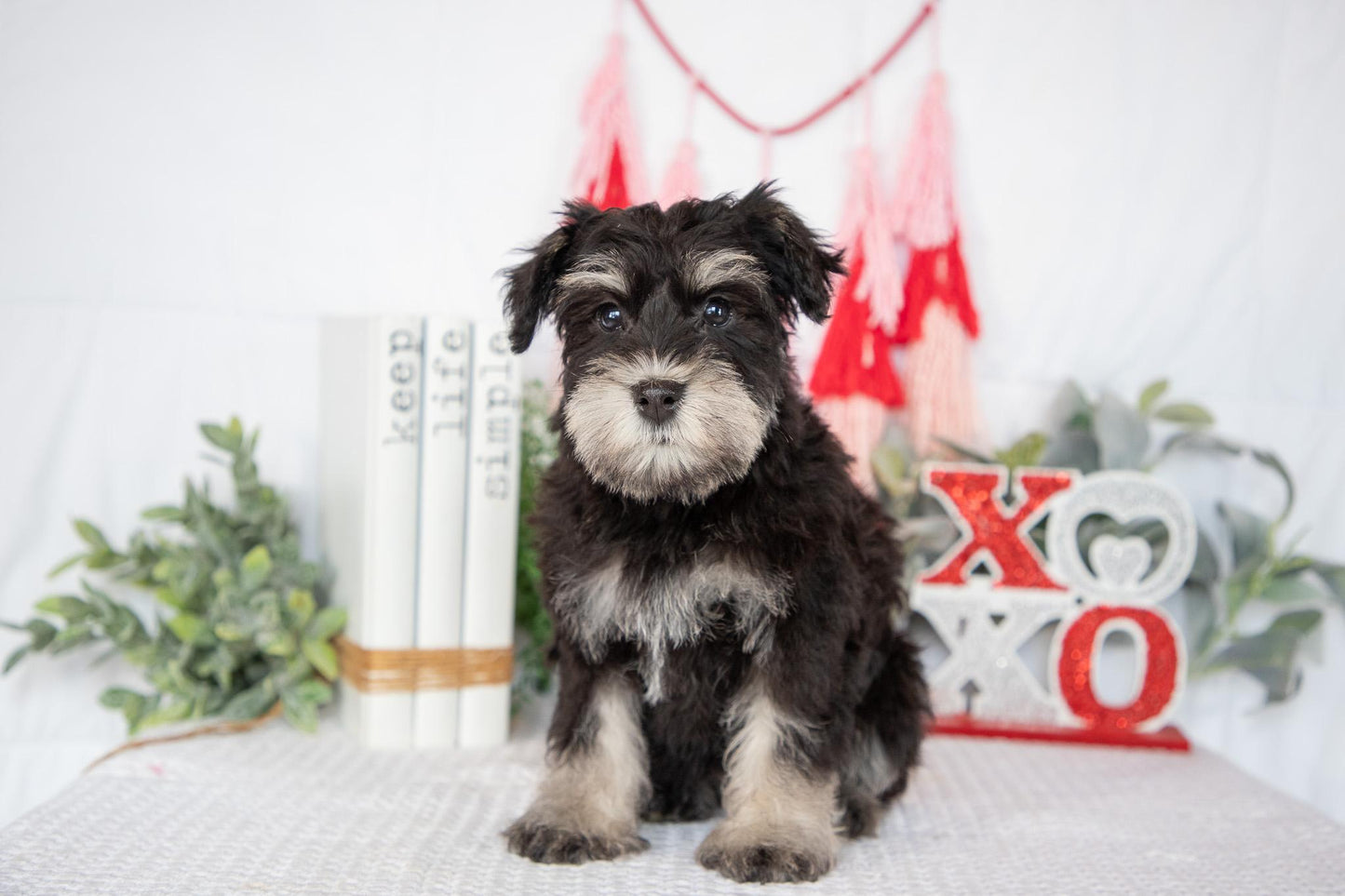 Miniature Schnauzer Female (Jewel)