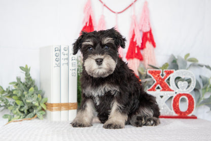 Miniature Schnauzer Female (Jewel)