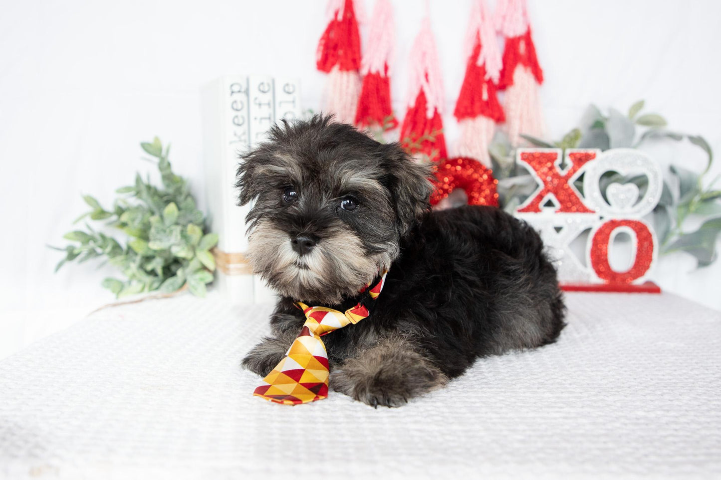 Miniature Schnauzer Male (Leo)