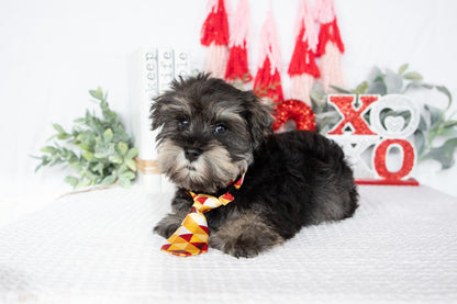 Miniature Schnauzer Male (Leo)