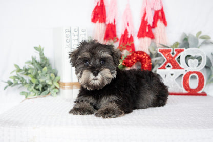 Miniature Schnauzer Male (Leo)