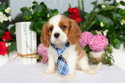 Cavalier King Charles Spaniel Male (Kai)