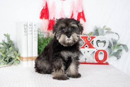 Miniature Schnauzer Male (Leo)