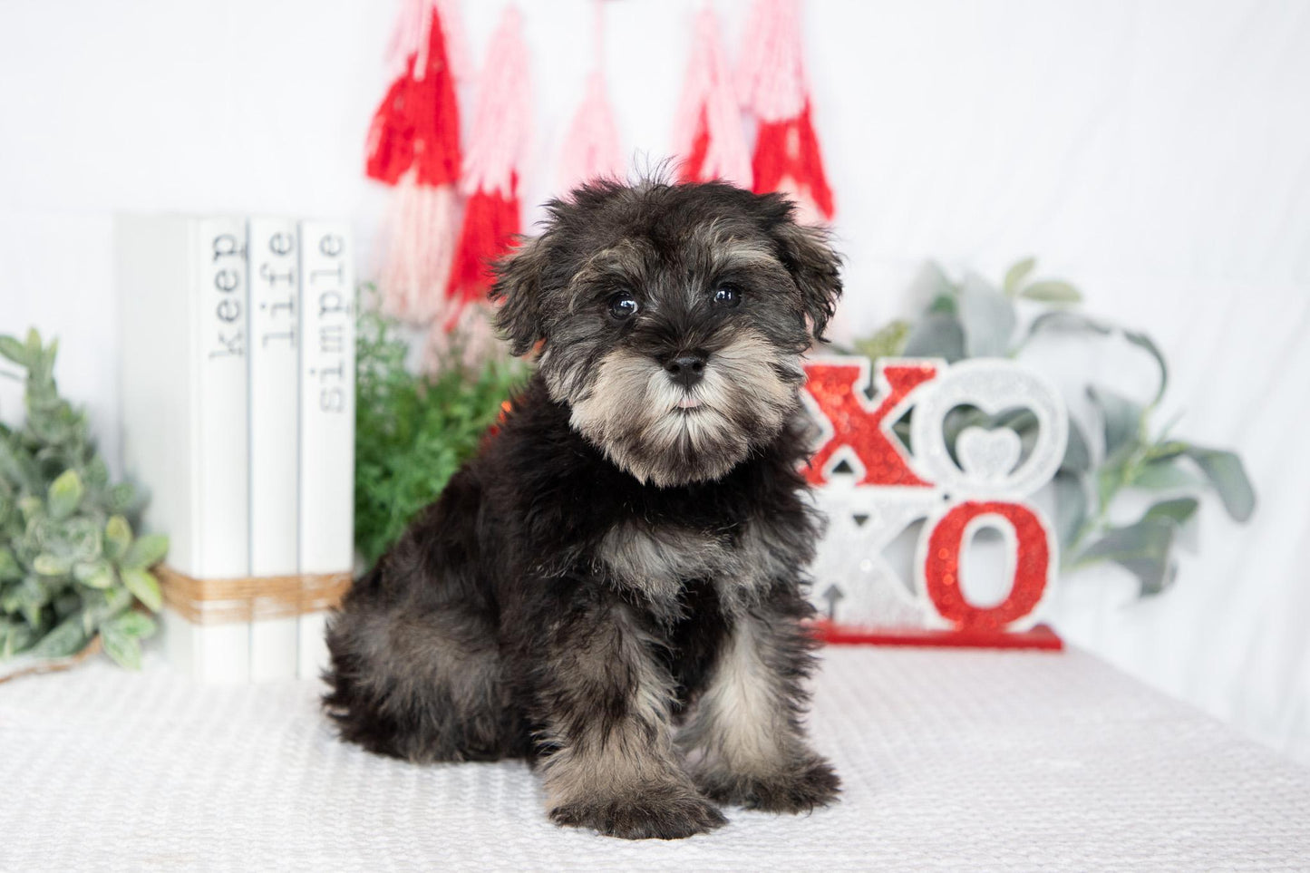 Miniature Schnauzer Male (Leo)