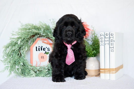 Cocker Spaniel Male (Max)