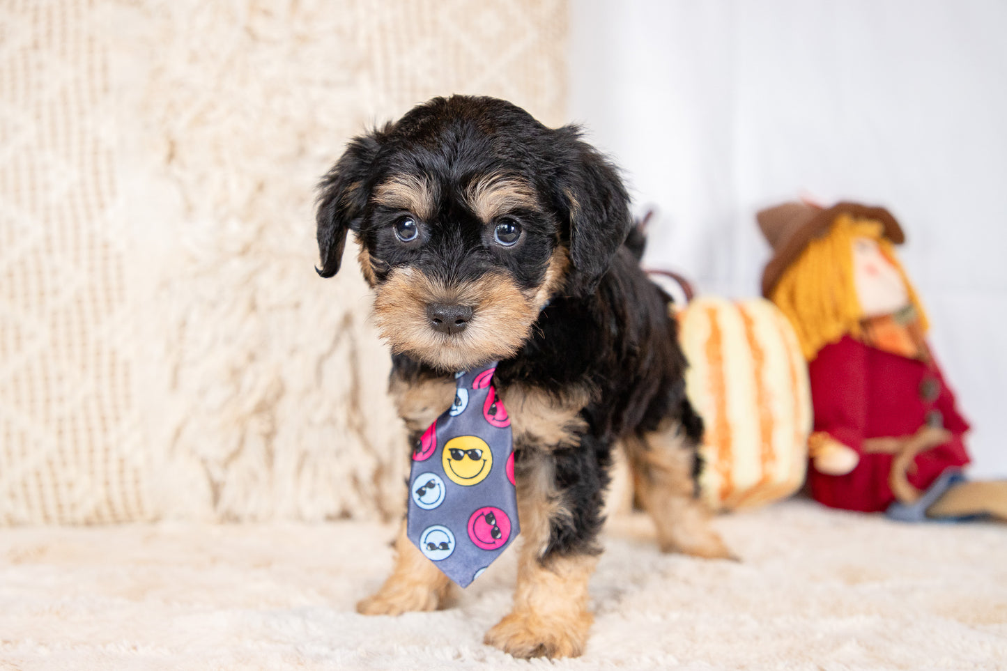 Coner-Schnoodle Male