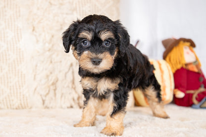 Coner-Schnoodle Male