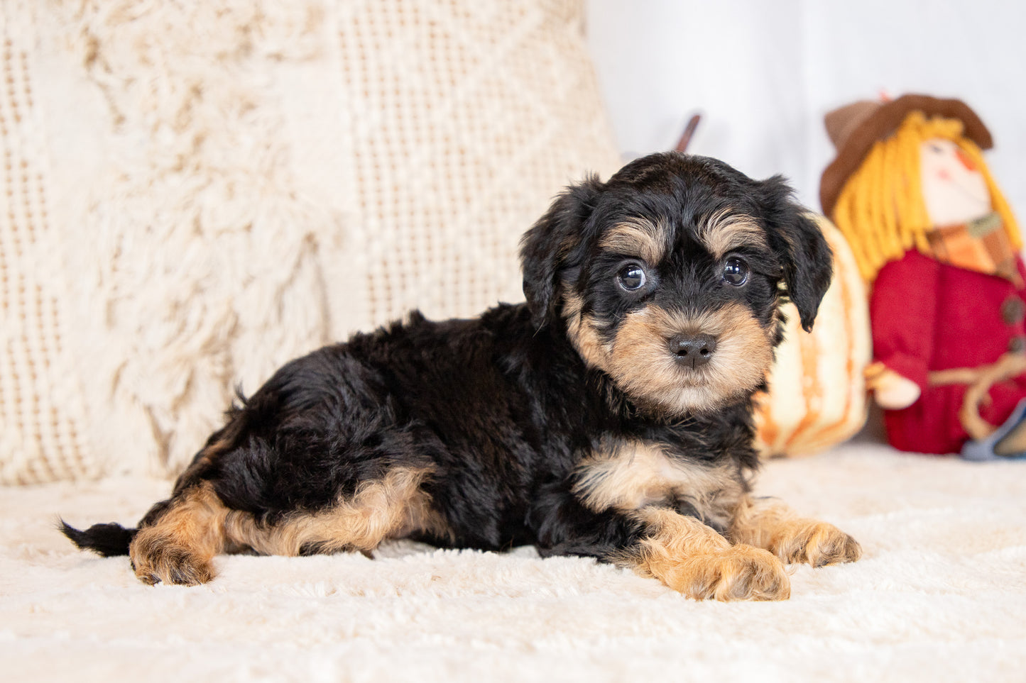 Coner-Schnoodle Male