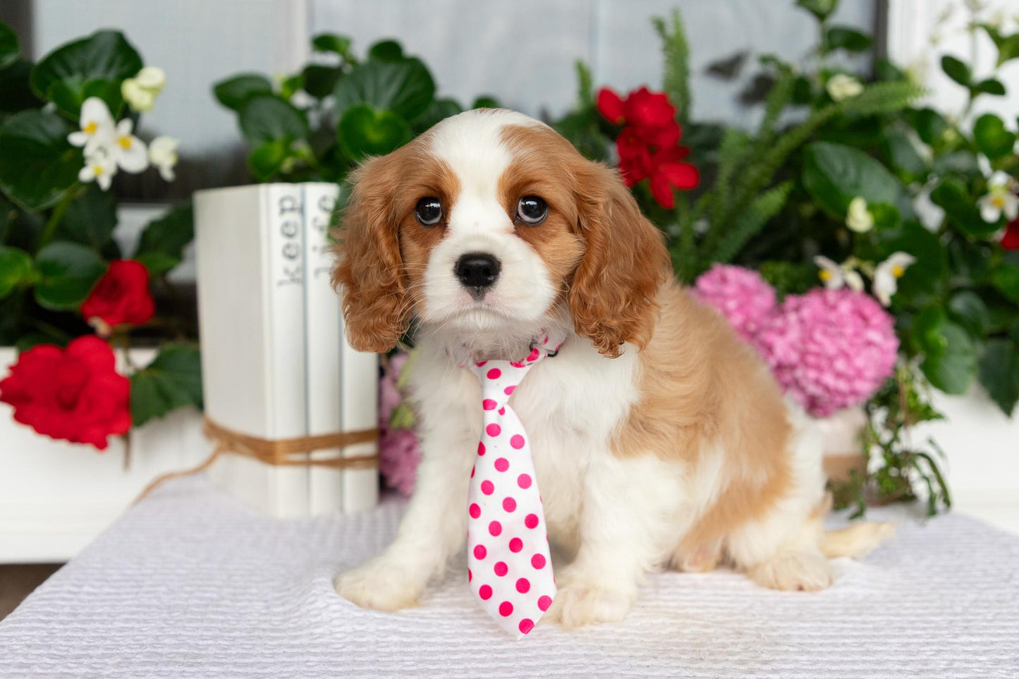 Cavalier King Charles Spaniel Male (Kaden)