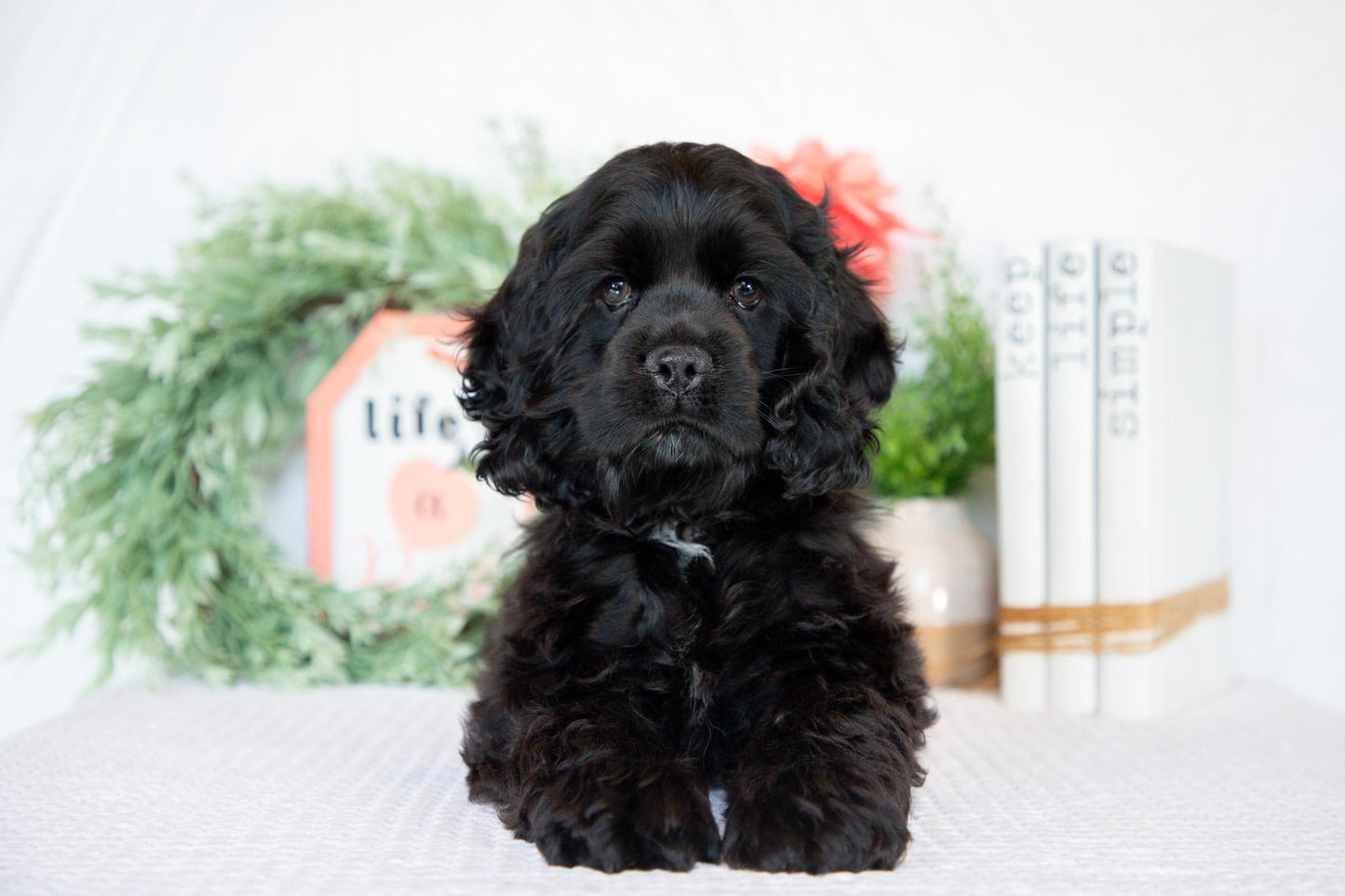 Cocker Spaniel Male (Max)