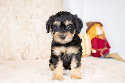 Coner-Schnoodle Male